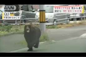 日本北海道惊现棕熊街头横冲直撞，袭击4人后被射杀图片