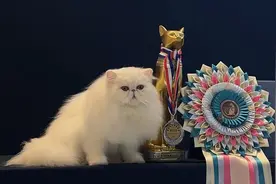 身价几十万！众多名贵“喵星人”驾到图片