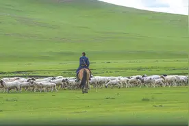 年薪10万招牧羊人后续：“来的人太多了，我们不敢宣传了！“图片