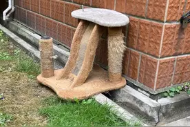 白天到处流窜，深夜叫声刺耳！小区里野猫成群，要怪有人搭猫舍、喂猫粮？图片