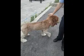 一早将热搜震醒！市民将剃过毛的狗误认成狮子报警求助，网友：狗子的高光时刻来了图片