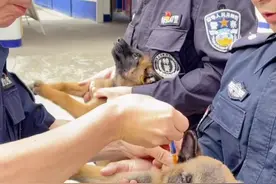 强烈对比！河南小警犬排队打针，唯独它全程淡定，网友：反正要打，不如放弃挣扎图片