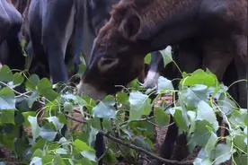 曾经50头驴养死11头 如今160头驴净盈利40多万！听听菏泽85后“驴倌”的“致富经”图片