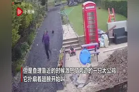 笑翻了！英国一年轻妈妈和5岁儿子被一只鸡追得满街跑图片