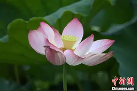 江苏金湖万亩荷塘“铺天盖地”引客为“荷”而来图片