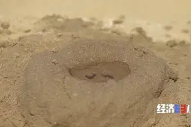 沙漠“长”绿洲！4000亩沙漠上，高粱、西瓜、番茄产量惊人图片