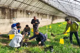 南开大学生团队研发“以虫治虫”技术解决农残问题图片