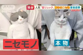又被挂了！日本博主制作“猫猫背包”惨被国内山寨！品质恶劣，居然全世界热卖，令人哭笑不得图片