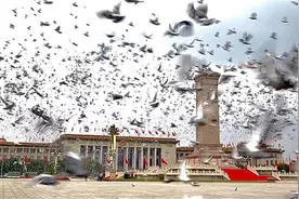 揭秘天安门起飞的10万只和平鸽：最快的几分钟飞回家，主人必须打疫苗图片