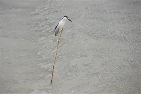 杭州梅雨季正式进入倒计时！大家期盼已久的晴天就要来了图片