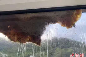 三亚一居民楼窗外现巨大蜂窝 消防员处置“蜜流直下”图片