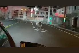 县城熊出没！石渠棕熊凌晨压马路图片