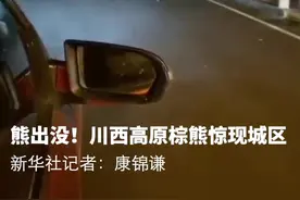 熊出没！川西高原棕熊惊现城区视频封面