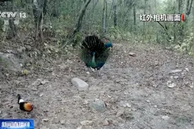 我国仅存五六百只！探访珍稀濒危物种绿孔雀栖息地图片