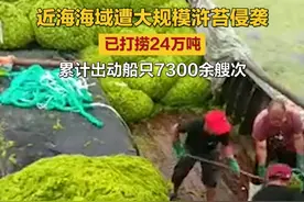 山东青岛遭大规模浒苔侵袭，海面变绿色波浪，已打捞24万吨