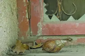 能危害500多种作物 还能啃水泥！近期厦门街头雨后频现非洲大蜗牛图片