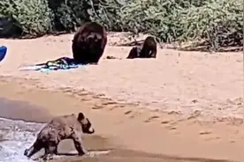 美国熊妈妈带着幼崽来湖边消暑 与游客一起晒太阳游泳图片