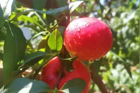 平谷大桃大量下树 路边鲜桃一斤卖5元图片