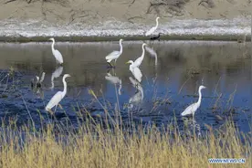 “do bird”原来和鸟没有关系！理解错了很尴尬...图片
