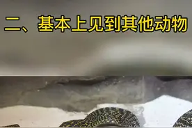 别看王锦蛇凶巴巴的，它可是无毒的哦！
