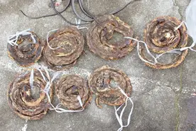 剧毒！台州男子家里搜出500多条蛇！现场惊悚图片