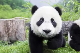 国宝幼儿园的管理有多严格？按熊分配，吃饭擦嘴从“娃娃”抓起视频封面