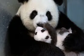 野生大熊猫由濒危降为易危 来看“滚滚”可爱卖萌瞬间图片