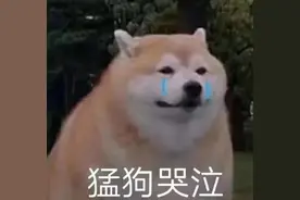 54只淘汰警犬半天被抢光，最贵一只33万元图片