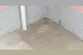 大连一居民楼现大量“臭虫”，密密麻麻…图片