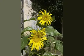 攒了半年才敢说，这些大件买得太值了图片