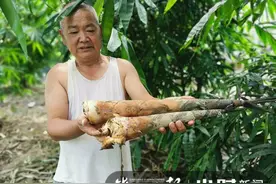 浙江人盛夏能吃到脆嫩的鲜笋了！“竹笋之王”在浙江省首次引种成功图片