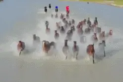 网红女副局长策马工作时，发生意外图片