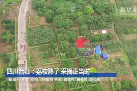 四川合江：荔枝熟了 采摘正当时视频封面