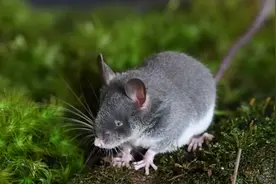 除蝙蝠外猪尾鼠也有回声定位能力！研究者：期望用于辅助盲人图片