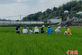 和嫦娥五号去过月球的水稻种子丰收了！啥时候咱们能吃上？图片