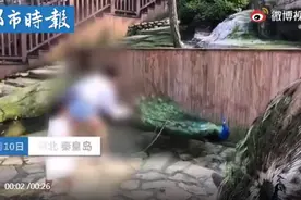 女子景区内拔掉孔雀羽毛只为哄娃，网友怒了图片