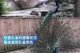 叮咚快评｜女游客拔孔雀羽毛哄娃，言传身教“不文明”图片