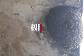 一窝端！马蜂在阳台筑巨型蜂窝图片