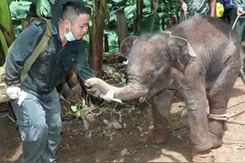急！西双版纳一小野象腿部受伤滞留茶叶地……图片