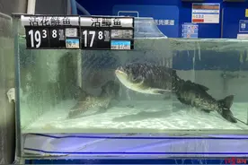 淡水鱼降价，但仍比往年贵30%左右！专家：预计9月将进一步回落图片