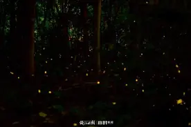 蹲了大半个小时，拍了一百多张照，一身蚊子包！西湖边闪闪发光的“小精灵”，太难追图片