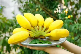 苹果蕉不是香蕉？绿色通道不该难通图片