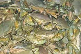 青蟹里惊现密密麻麻“小虫”图片