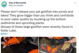 美国小城现巨无霸金鱼 当地官员崩溃：别再乱放生了图片