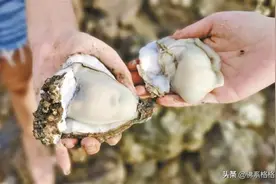 深圳湾海滩捡生蚝？网友：使不得图片