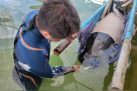 浙江5头搁浅死亡瓜头鲸捐给中科院等单位！用于科研不得转让图片