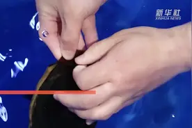 长隆再次成功繁育濒危物种豹纹鲨视频封面