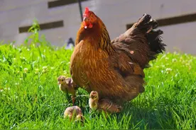 云南一高校母鸡孵出小孔雀 每天跟着“鸡妈妈”吃喝玩乐图片