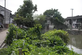 崇福茶楼 | 范树立图片