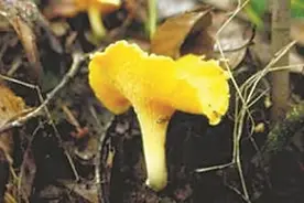 云南名菌——鸡油菌图片